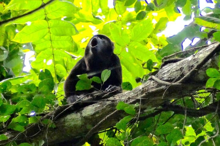 Howler Monkey Trail and Cacao Farm Experience from Guayaquil