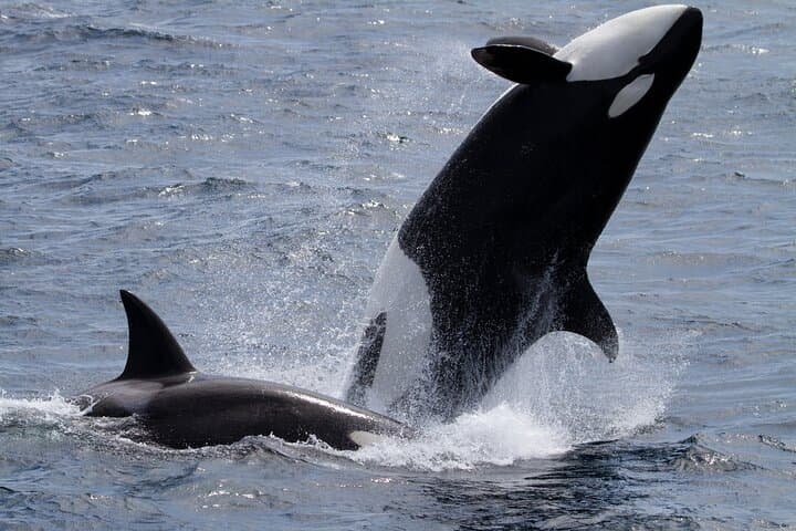 סיור צפייה בלווייתנים במונטרי