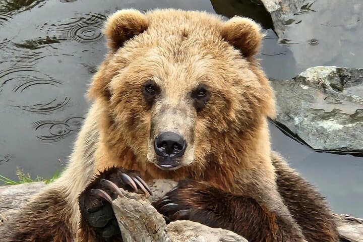 סיור סיטקה פשוט מדהים: מבצר הדובים, רפטר אלסקה וטוטמים