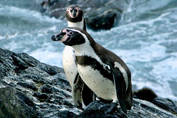 Fr VALPO: WILD PENGUINS, SEALION, SANDBOARD, PARAGLIDING & PICNIC