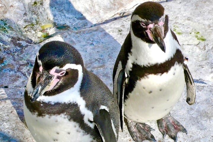 Fr VALPO: WILD PENGUINS, SEALION, SANDBOARD, PARAGLIDING & PICNIC