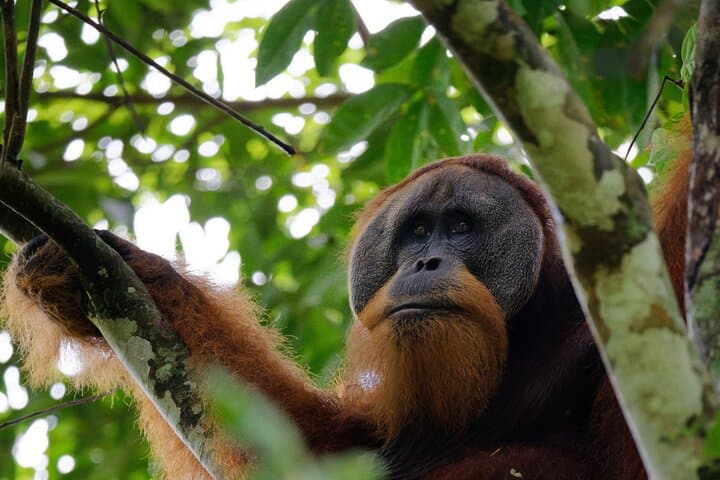 3-Day Bukit Lawang Tour Including 1-Day Ethical Jungle Trekking