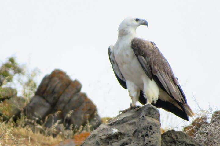 ספארי חופי של 75 דקות קנגרו איילנד