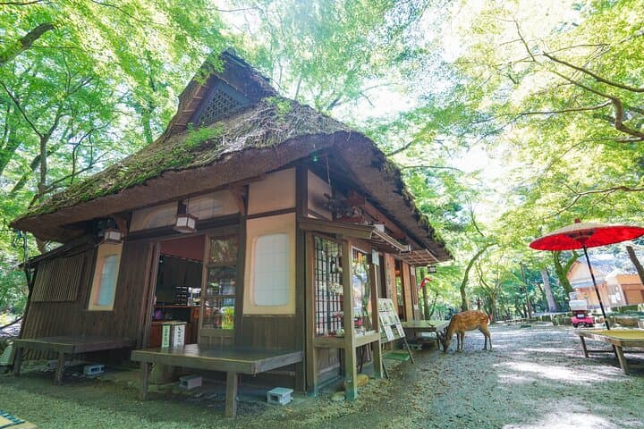 Nara Half Day Trip Walking Tour (Private Option Available)
