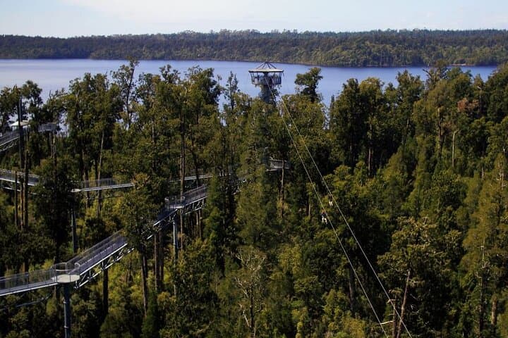 West Coast Tower Zipline & Treetop Walk Combo