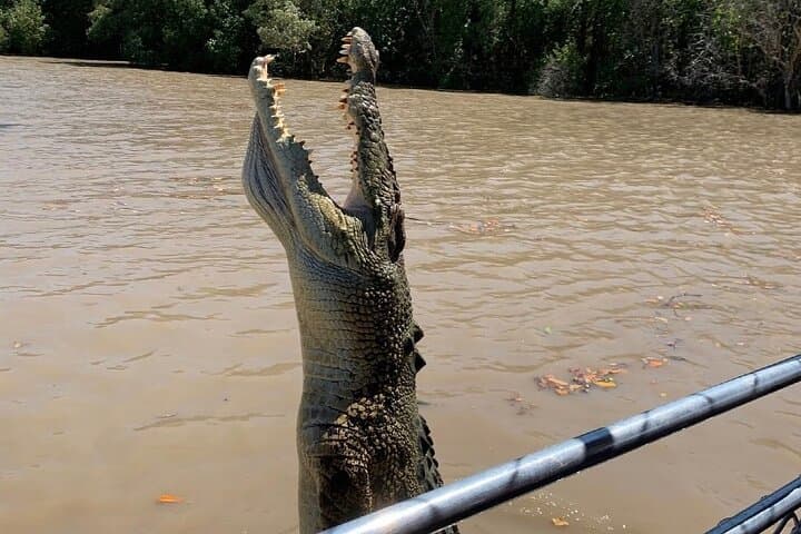 האוטובוס הקוקוד לשייט הקוקודים המקפצים המפורסם
