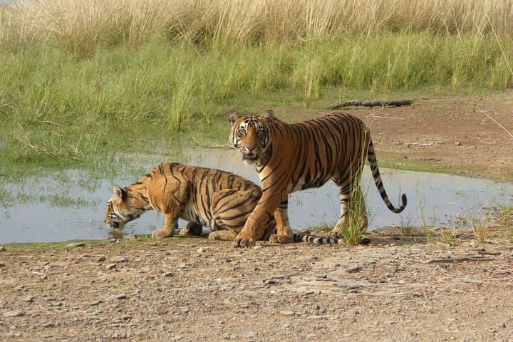 Ranthambore National Park