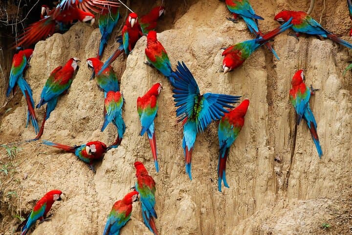 4 Day Tambopata Jungle Tour with Local Guide