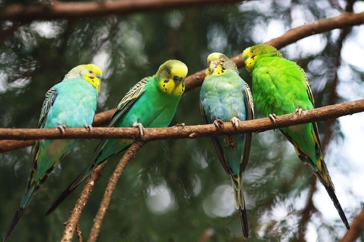 4 Day Tambopata Jungle Tour with Local Guide