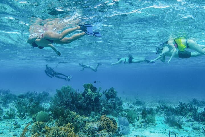 שנורקל חצי יום לאי הציפור הצוחקת