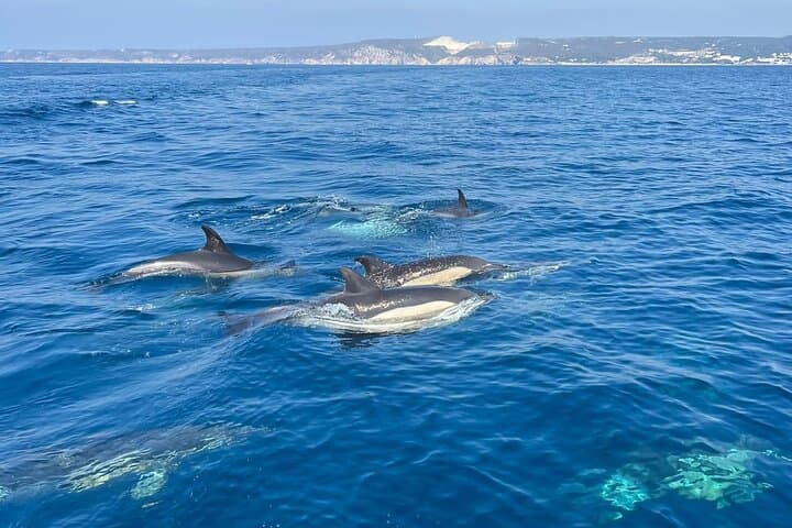 Sesimbra: Arrábida Dolphin and Whale Watching tour with biologist
