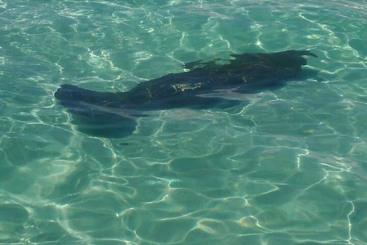 שעתיים של שחייה עם הדולפינים בפנמה סיטי