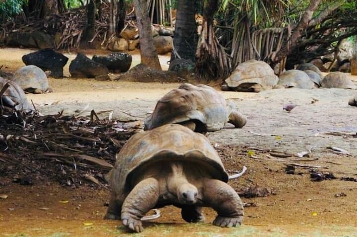 סיור דרום ציורי של מאוריציוס, כולל ארוחה, 7 צבעי אדמה