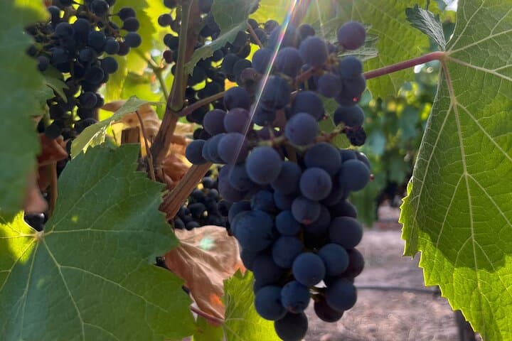 סיור יקבים של חצי יום