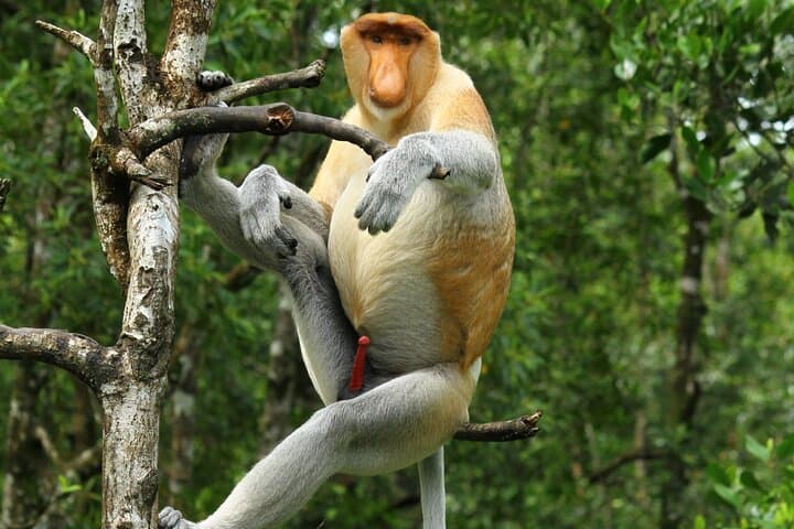 Day Trip Sepilok Orang Utan & Proboscis Monkey (Flight Excluded)