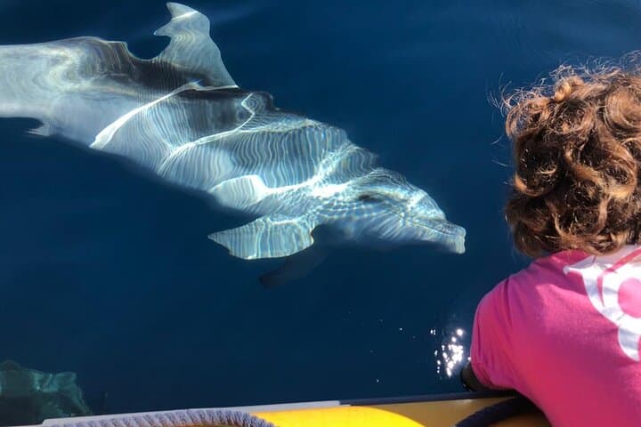 סיור צפייה בדולפינים - מגולפו ארנצי