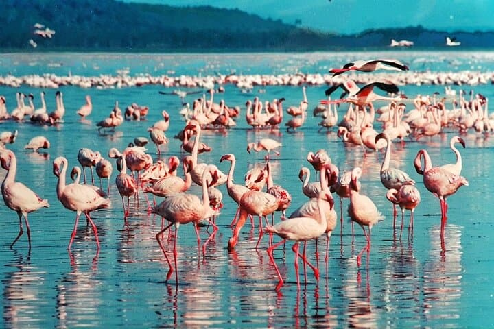 ספארי תקציב של 5 ימים למסאי מארה, אגם נאקuru ונאיבשה