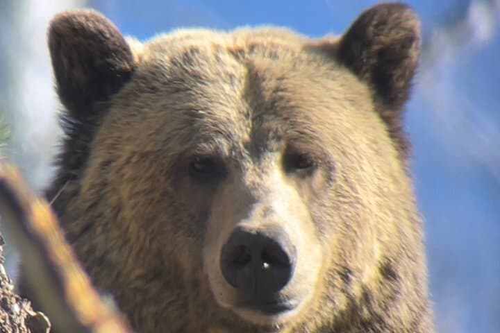 סיור פרטי בילוסטון: אתרים אייקוניים, חיות בר, טיולי רגלי ידידותיים למשפחה + ארוחת צהריים