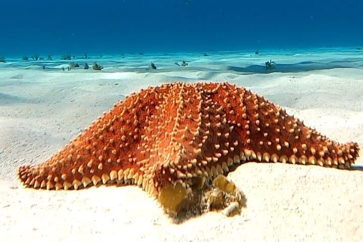 סיור השנורקל במקלט הצבים של קוזומל