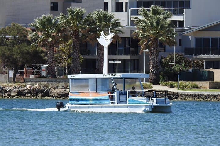 שייט דולפינים מפואר של שעה