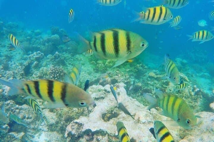 חווית קפיצי צוקים ושנורקלינג בבוראקאי (פרטית)