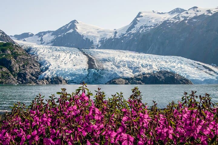 Seward to Anchorage Cruise Transfer & Wildlife Tour