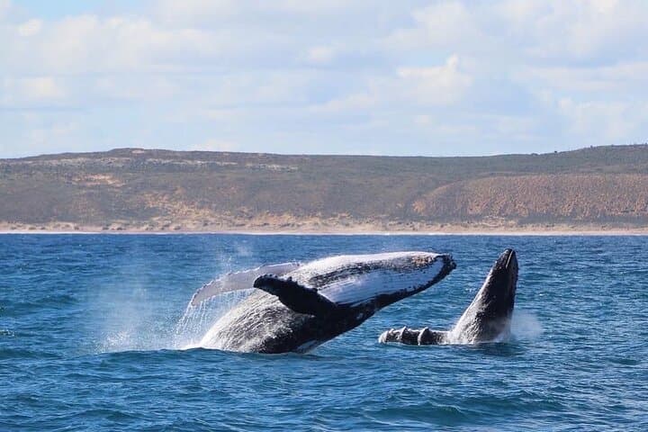 סיור צפייה בלווייתנים שקלברי