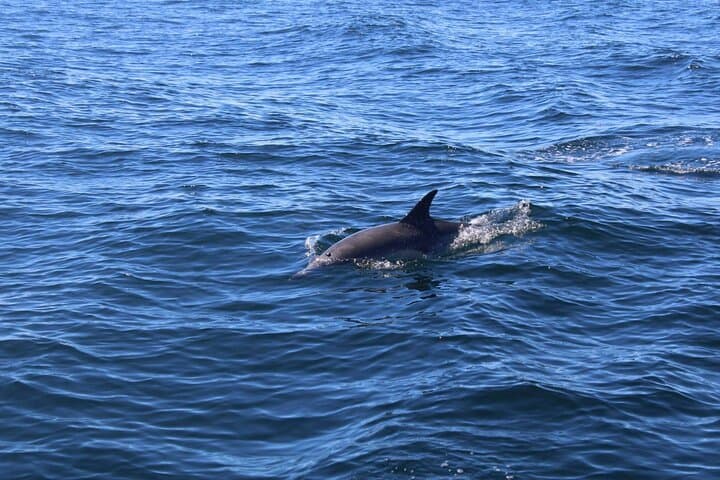 סיור אקו מיניאטורי מונחה של שעתיים בדינגל, אירלנד