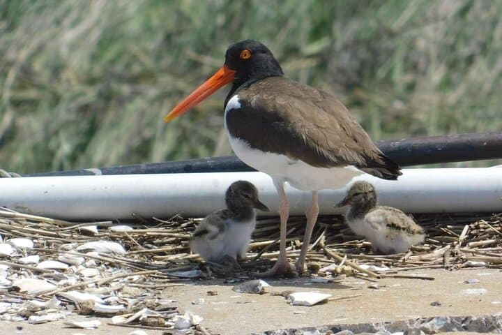 Wetlands Safari Eco-Cruise in Cape May (Osprey Birding By Boat)