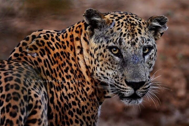 הרפתקת חיות בר מלאה ביום / חצי יום בפארק הלאומי יאלה