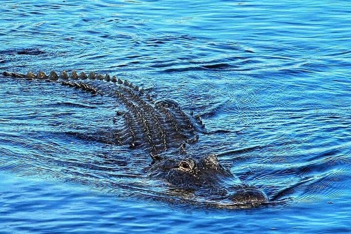 Everglades Small-Group Tour from Miami with Transportation