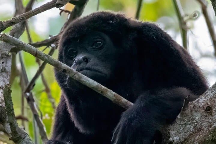 Day Trip Churute Howler Monkey Observation and Chocolate Making
