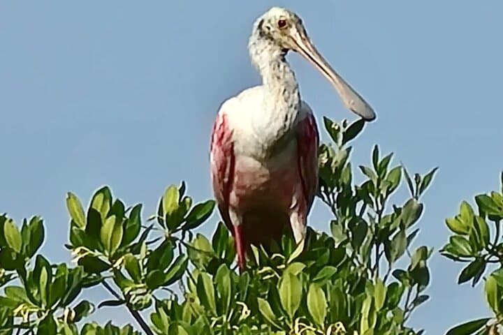 סיור קיאקים דולפינים ומנאטי של חוף דייטונה