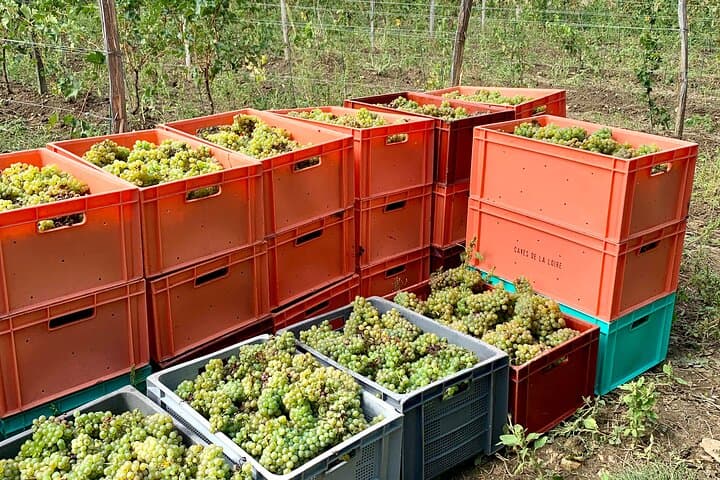 פיקניק בכרמים - חווית יין ייחודית מעמק הלואר