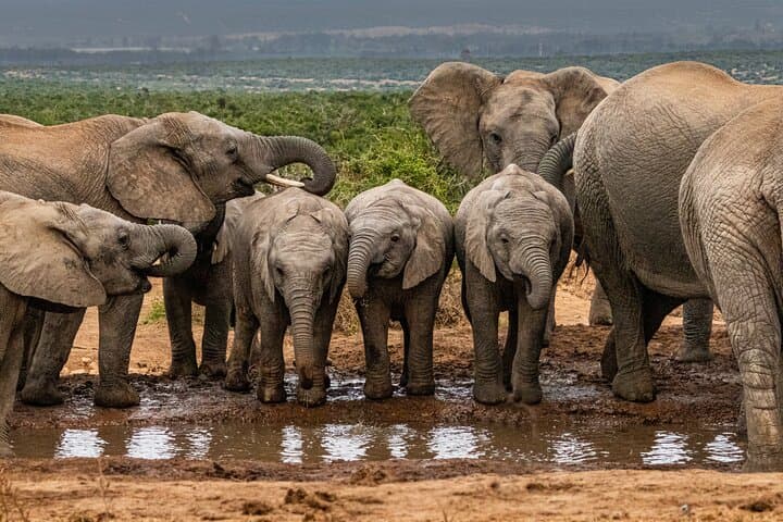 Port Elizabeth Addo Elephant Safari with BBQ – Shore Excursion