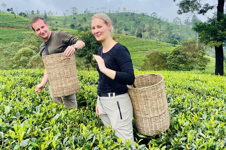 NuwaraEliya Tea Factory,Plantation & Water Falls Hike Tour by Car