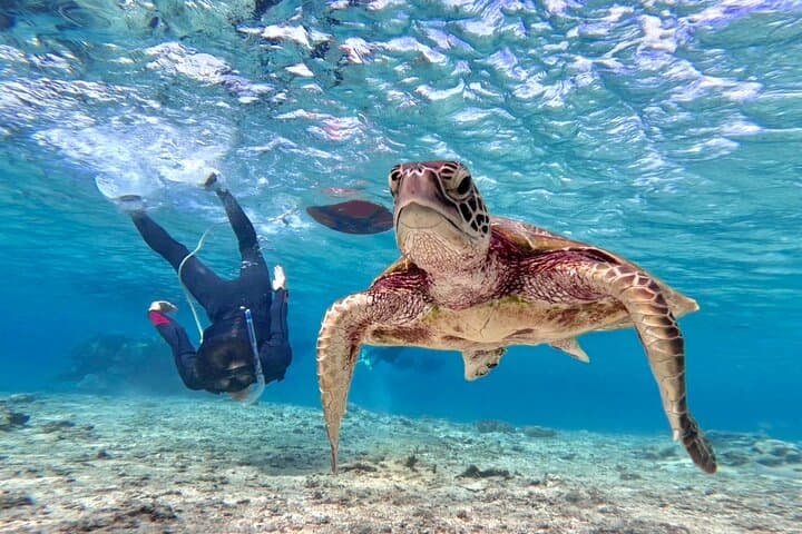 Okinawa Miyako Beach SUP or Canoe and sea turtle Snorkeling