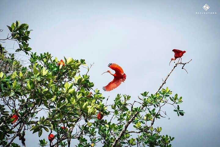 שייט שקיעה בדמררה