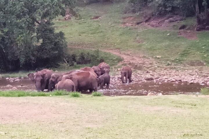 טיול פילים פראיים אנקולם ומפלים (טרקינג בעמק מונאר).