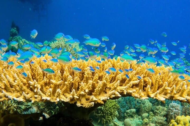 טיול משותף בחצי יום לצלילה במערת רנקו ובחוף לבואן באחו