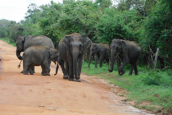 ספארי אודוולאווה וסיור במעון פילים מנמל המורא