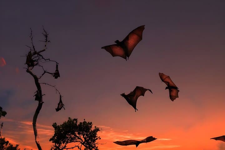 Flying Fox Island Sunset Cruise Private Boat Charter Labuan Bajo