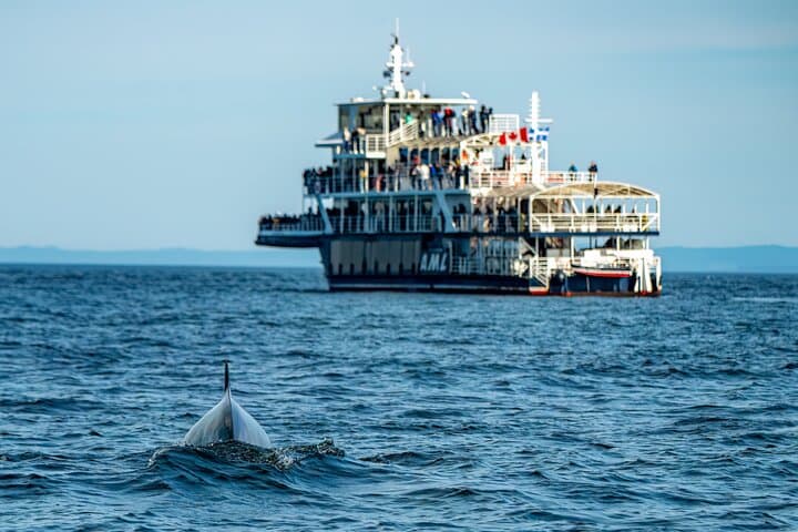 Tadoussac/Charlevoix: Whale & Bear Wildlife Tour