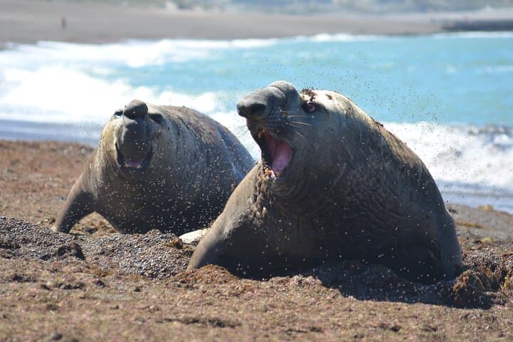טיול יומי מלא לחצי האי ולדס מפוארטו מדרין