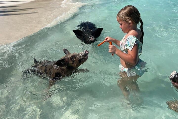 Swimming Pigs And Snorkel With Turtles