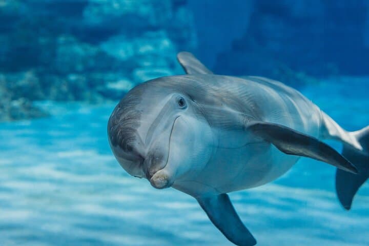 Dolphin House VIP Snorkeling Sea Trip Full Day W / Lunch-Hurghada