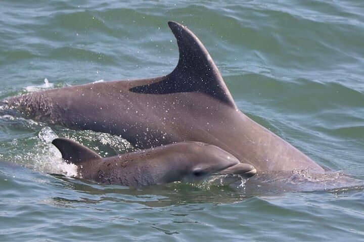 שייט אקוטורי לצפייה בדולפינים וציפורים