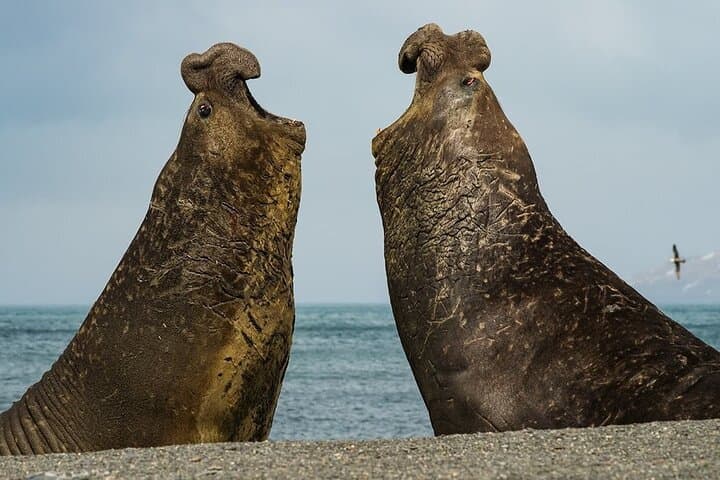 Whale Point לראות פינגווינים וSeal לפילים