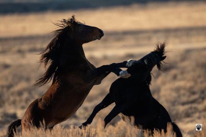 ספארי וסיורים עם סוסים פראיים בקניון האדום בקודי, וויומינג