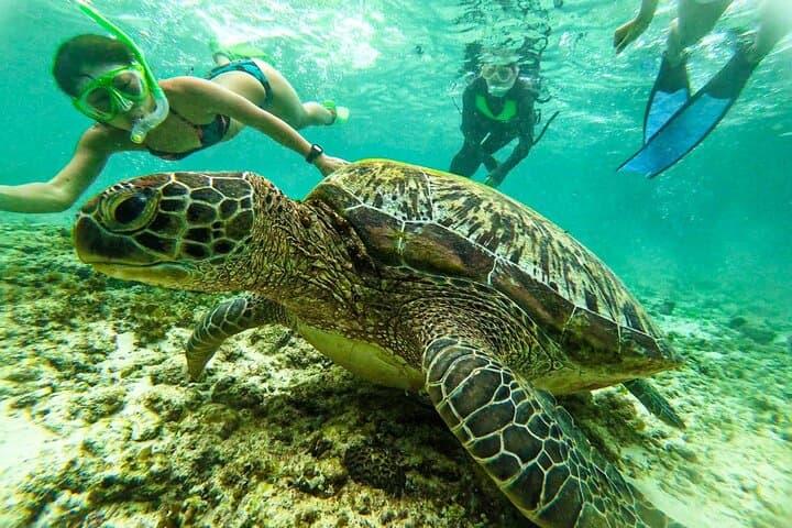 סיור כרישי לוויתן באוסלוב וריצת סרדינים במואלבואל, צבי ים